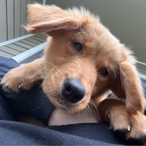 Meet your Posher, Abby